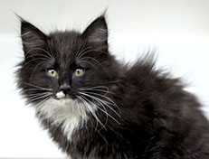 Wildfee's Norwegische Waldkatzen Wildfee's Warhol - 10 Wochen alt