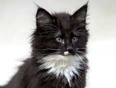 Wildfee's Norwegische Waldkatzen Wildfee's Warhol - 10 Wochen alt