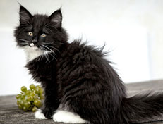 Wildfee's Norwegische Waldkatzen Wildfee's Warhol - 10 Wochen alt