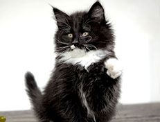 Wildfee's Norwegische Waldkatzen Wildfee's Warhol - 10 Wochen alt