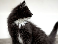 Wildfee's Norwegische Waldkatzen Wildfee's Warhol - 10 Wochen alt