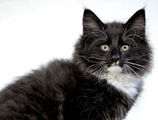 Wildfee's Norwegische Waldkatzen Wildfee's Warin - 10 Wochen alt