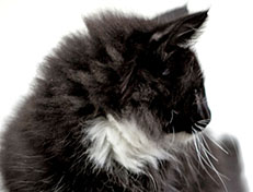 Wildfee's Norwegische Waldkatzen Wildfee's Warin - 10 Wochen alt