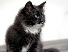 Wildfee's Norwegische Waldkatzen Wildfee's Warin - 10 Wochen alt