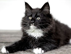 Wildfee's Norwegische Waldkatzen Wildfee's Warin - 10 Wochen alt