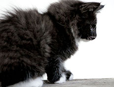 Wildfee's Norwegische Waldkatzen Wildfee's Warin - 10 Wochen alt