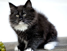 Wildfee's Norwegische Waldkatzen Wildfee's Warin - 10 Wochen alt