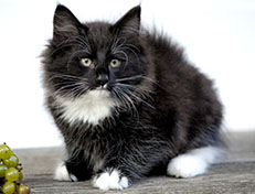 Wildfee's Norwegische Waldkatzen Wildfee's Warin - 10 Wochen alt