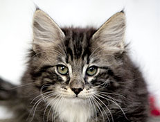 Wildfee's Norwegische Waldkatzen Wildfee's Wesley - 10 Wochen alt