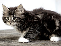 Wildfee's Norwegische Waldkatzen Wildfee's Wesley - 10 Wochen alt