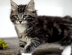 Wildfee's Norwegische Waldkatzen Wildfee's Wesley - 10 Wochen alt