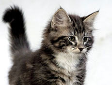 Wildfee's Norwegische Waldkatzen Wildfee's Wesley - 10 Wochen alt