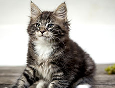 Wildfee's Norwegische Waldkatzen Wildfee's Wesley - 10 Wochen alt