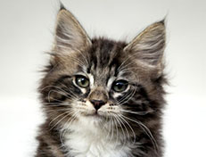 Wildfee's Norwegische Waldkatzen Wildfee's Wesley - 10 Wochen alt