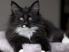 Wildfee's Norwegische Waldkatzen Wildfee's Warhol - 13 Wochen alt