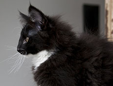 Wildfee's Norwegische Waldkatzen Wildfee's Warhol - 13 Wochen alt