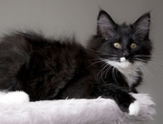 Wildfee's Norwegische Waldkatzen Wildfee's Warhol - 13 Wochen alt