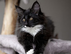 Wildfee's Norwegische Waldkatzen Wildfee's Warhol - 13 Wochen alt