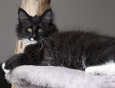 Wildfee's Norwegische Waldkatzen Wildfee's Warhol - 13 Wochen alt