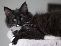 Wildfee's Norwegische Waldkatzen Wildfee's Warhol - 13 Wochen alt