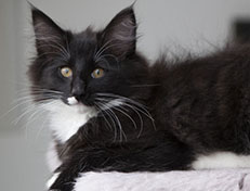 Wildfee's Norwegische Waldkatzen Wildfee's Warhol - 13 Wochen alt