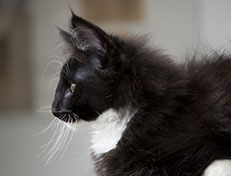 Wildfee's Norwegische Waldkatzen Wildfee's Warhol - 13 Wochen alt