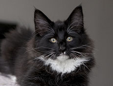 Wildfee's Norwegische Waldkatzen Wildfee's Warin - 13 Wochen alt