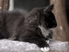 Wildfee's Norwegische Waldkatzen Wildfee's Warin - 13 Wochen alt