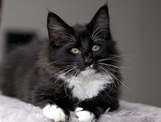 Wildfee's Norwegische Waldkatzen Wildfee's Warin - 13 Wochen alt