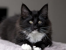 Wildfee's Norwegische Waldkatzen Wildfee's Warin - 13 Wochen alt