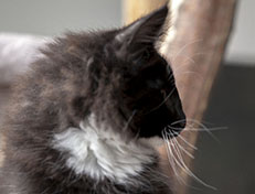 Wildfee's Norwegische Waldkatzen Wildfee's Warin - 13 Wochen alt