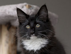 Wildfee's Norwegische Waldkatzen Wildfee's Warin - 13 Wochen alt