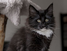 Wildfee's Norwegische Waldkatzen Wildfee's Warin - 13 Wochen alt