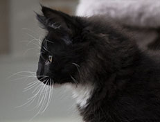 Wildfee's Norwegische Waldkatzen Wildfee's Warin - 13 Wochen alt