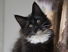 Wildfee's Norwegische Waldkatzen Wildfee's Warin - 13 Wochen alt