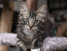 Wildfee's Norwegische Waldkatzen Wildfee's Wesley - 13 Wochen alt