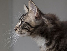 Wildfee's Norwegische Waldkatzen Wildfee's Wesley - 13 Wochen alt