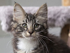 Wildfee's Norwegische Waldkatzen Wildfee's Wesley - 13 Wochen alt