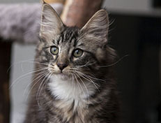 Wildfee's Norwegische Waldkatzen Wildfee's Wesley - 13 Wochen alt