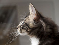 Wildfee's Norwegische Waldkatzen Wildfee's Wesley - 13 Wochen alt