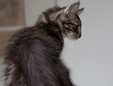 Wildfee's Norwegische Waldkatzen Wildfee's Wesley - 13 Wochen alt