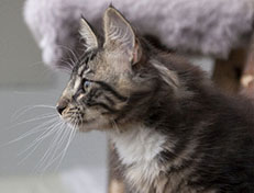 Wildfee's Norwegische Waldkatzen Wildfee's Wesley - 13 Wochen alt