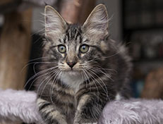 Wildfee's Norwegische Waldkatzen Wildfee's Wesley - 13 Wochen alt