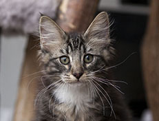 Wildfee's Norwegische Waldkatzen Wildfee's Wesley - 13 Wochen alt