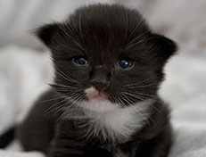 Wildfee's Norwegische Waldkatzen Wildfee's Warhol - 2 Wochen alt