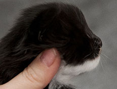 Wildfee's Norwegische Waldkatzen Wildfee's Warhol - 2 Wochen alt