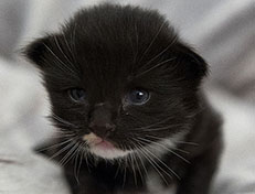 Wildfee's Norwegische Waldkatzen Wildfee's Warhol - 2 Wochen alt