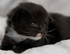 Wildfee's Norwegische Waldkatzen Wildfee's Warhol - 2 Wochen alt