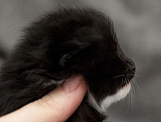 Wildfee's Norwegische Waldkatzen Wildfee's Warin - 2 Wochen alt