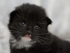 Wildfee's Norwegische Waldkatzen Wildfee's Warin - 2 Wochen alt